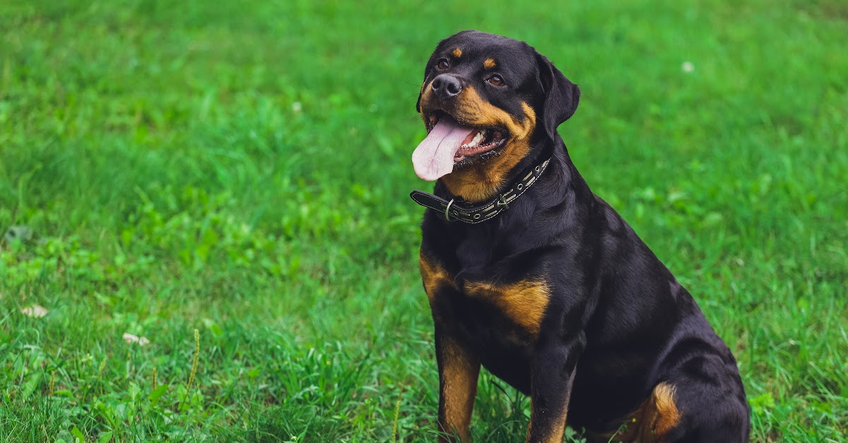 8 Of The Least Healthy Dog Breeds In 2022